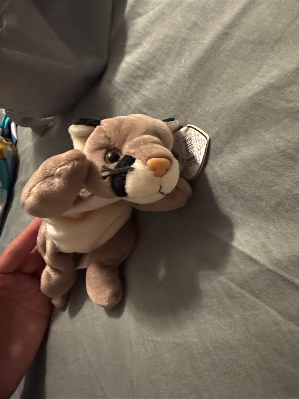 canyon lion beanie baby